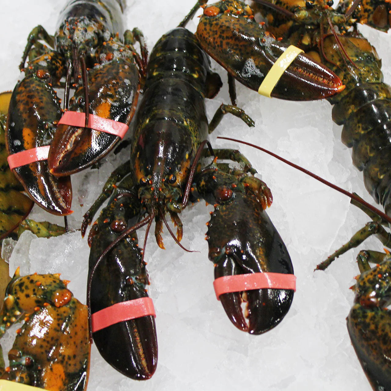 Live Maine Lobster Premium Quality