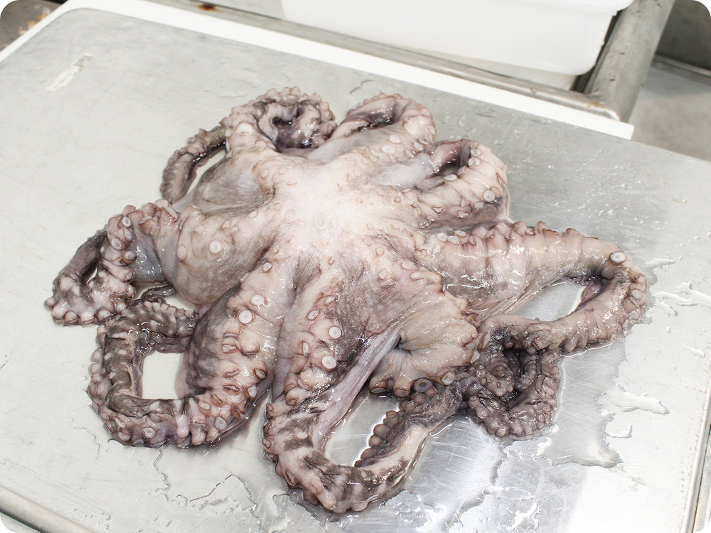 Whole Octopus Flower Frozen