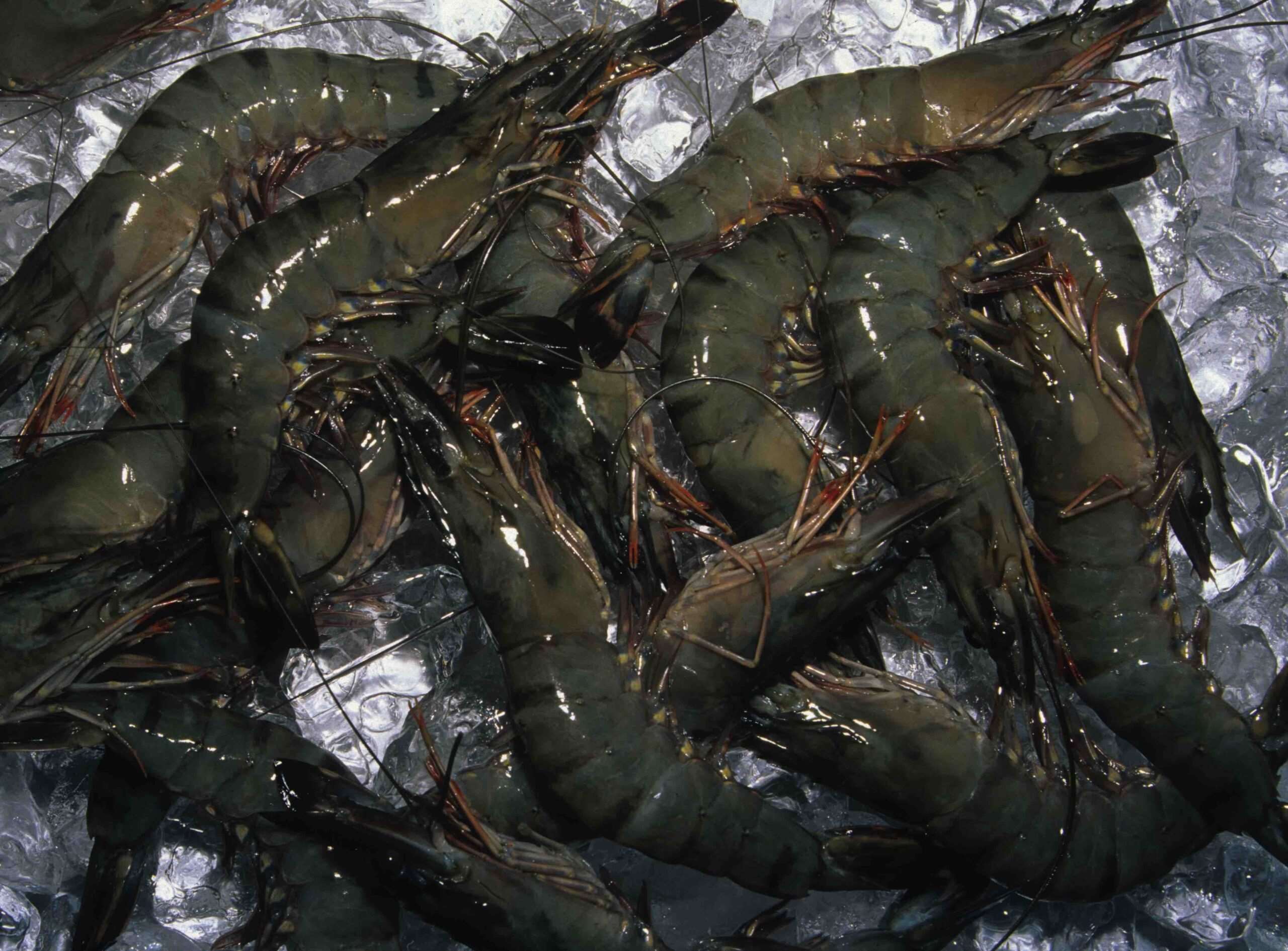 Black Tiger Prawns Frozen