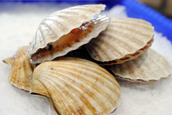 Bay Scallops Frozen