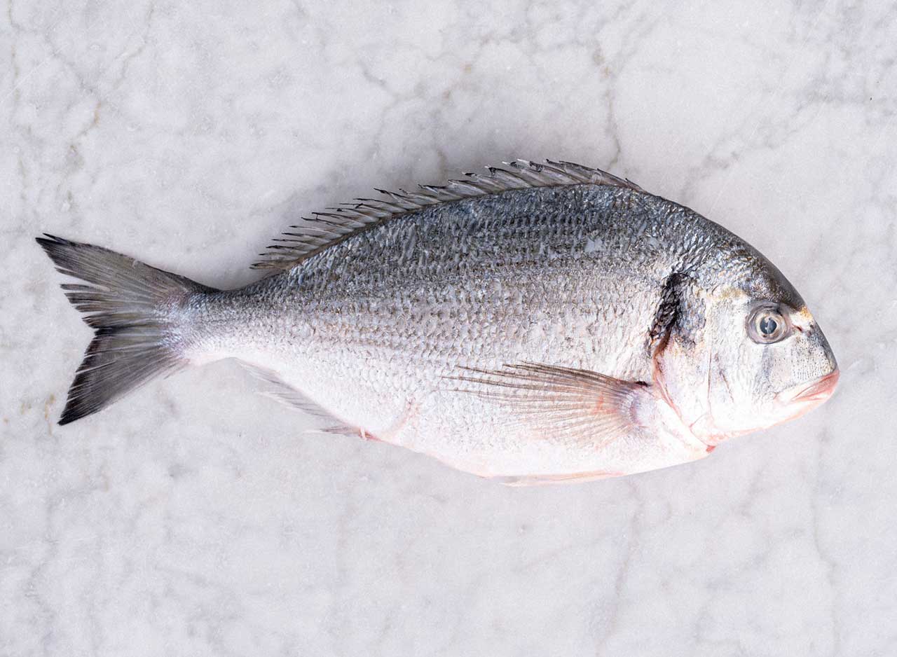 Fresh Sea Bream for Mediterranean Market