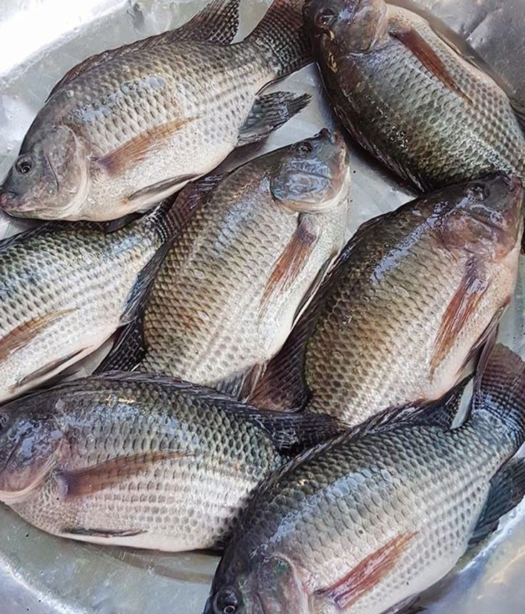 Fresh Tilapia Fish for Export