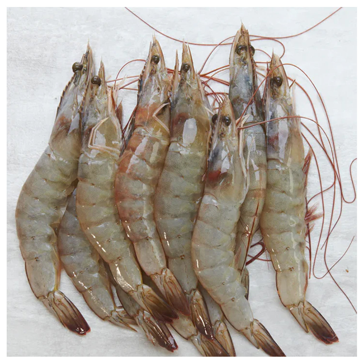 Vannamei Whiteleg Shrimp Frozen