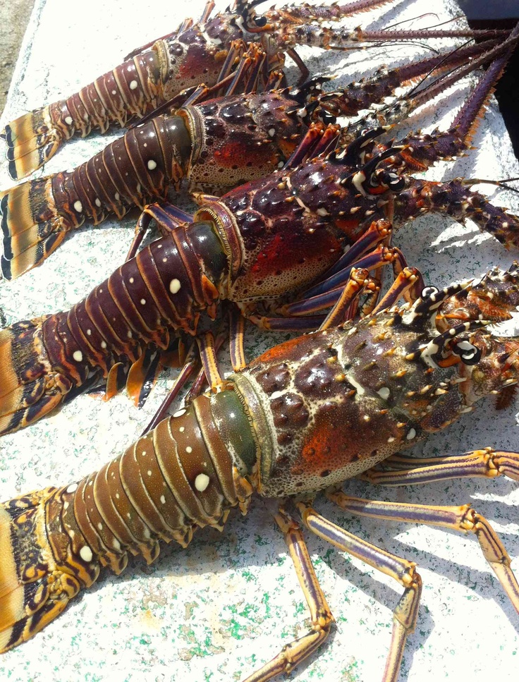 Spiny Lobster frozen seafood product placeholder