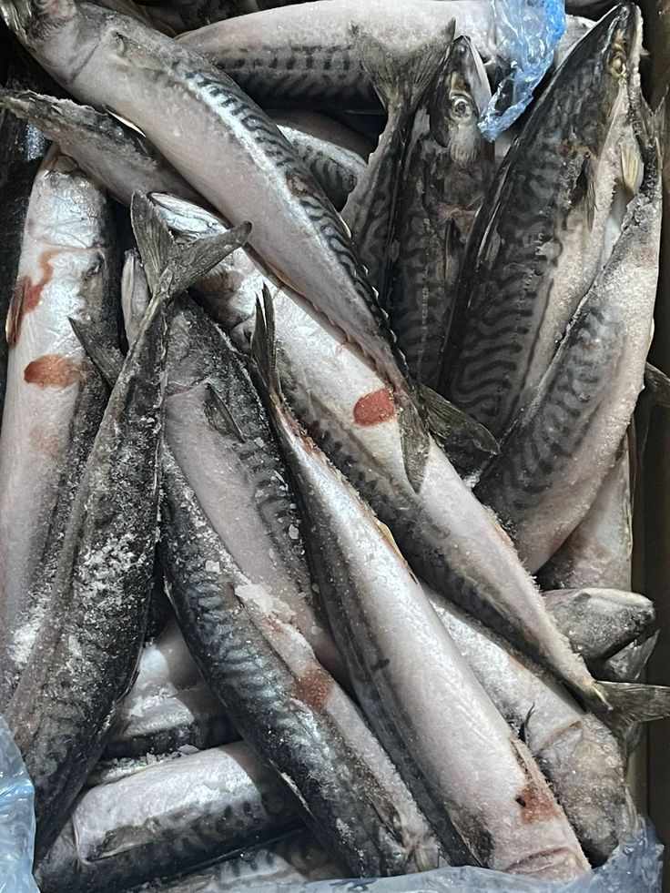 Mackerel frozen seafood product placeholder